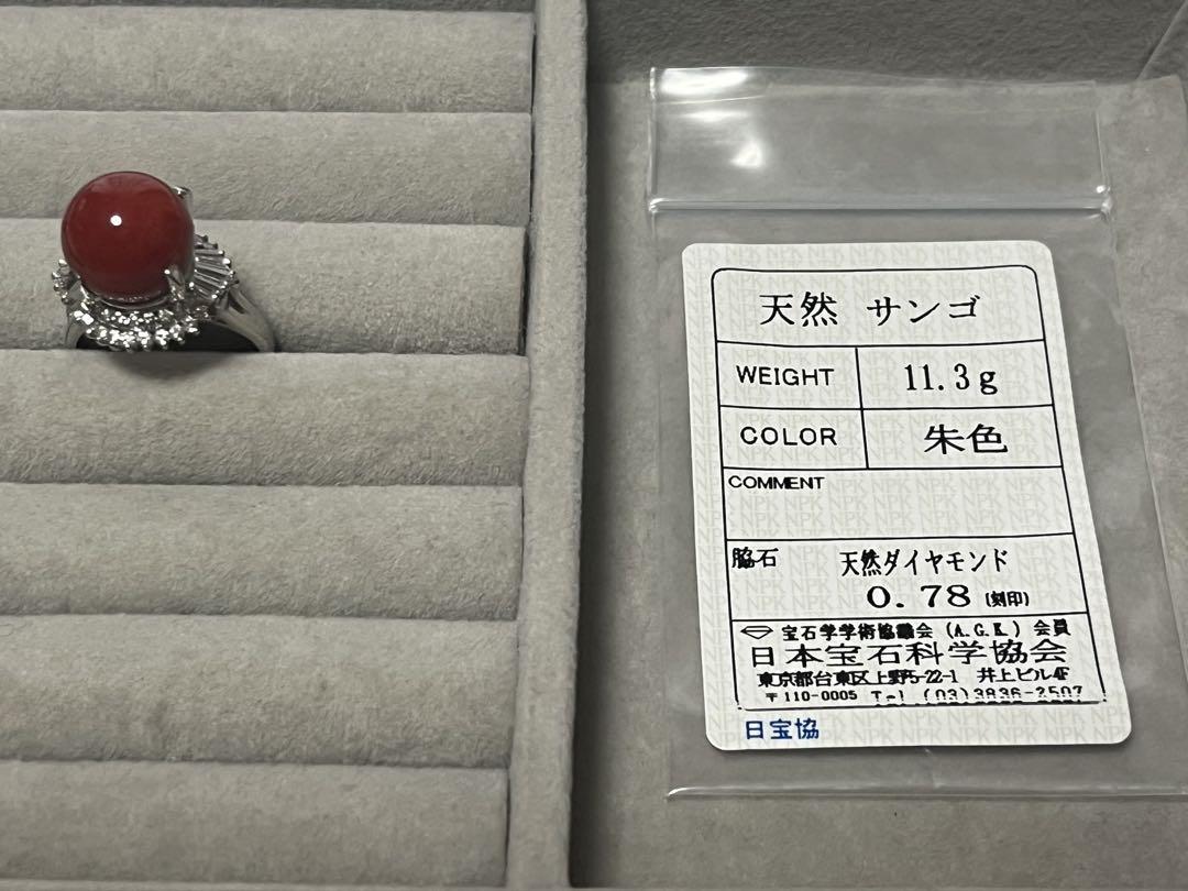 大粒赤珊瑚