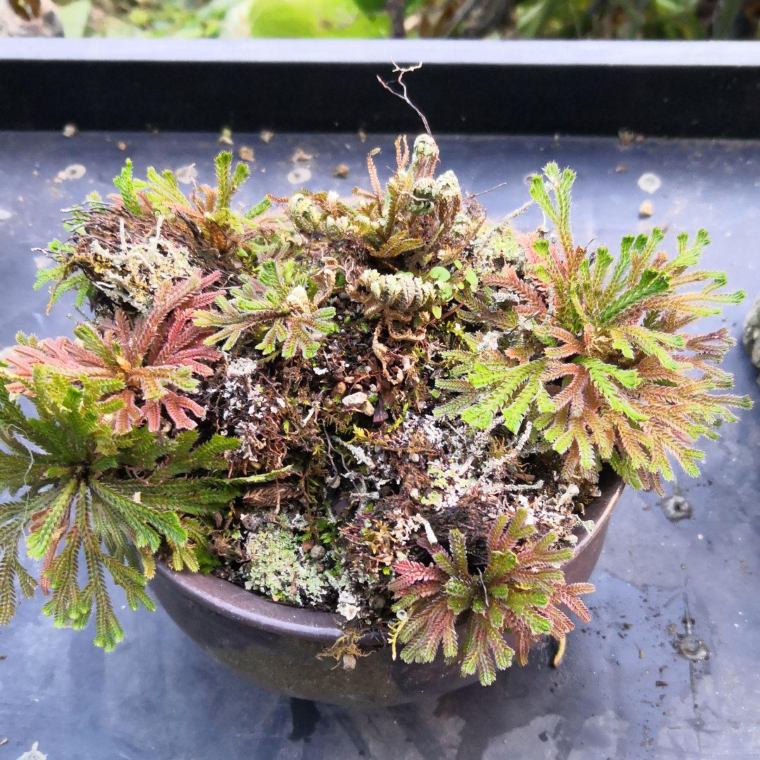 メルカリ 岩松 植物 観葉植物 800 中古や未使用のフリマ メルカリ 岩松 植物 観葉植物 800 中古や未使用のフリマ