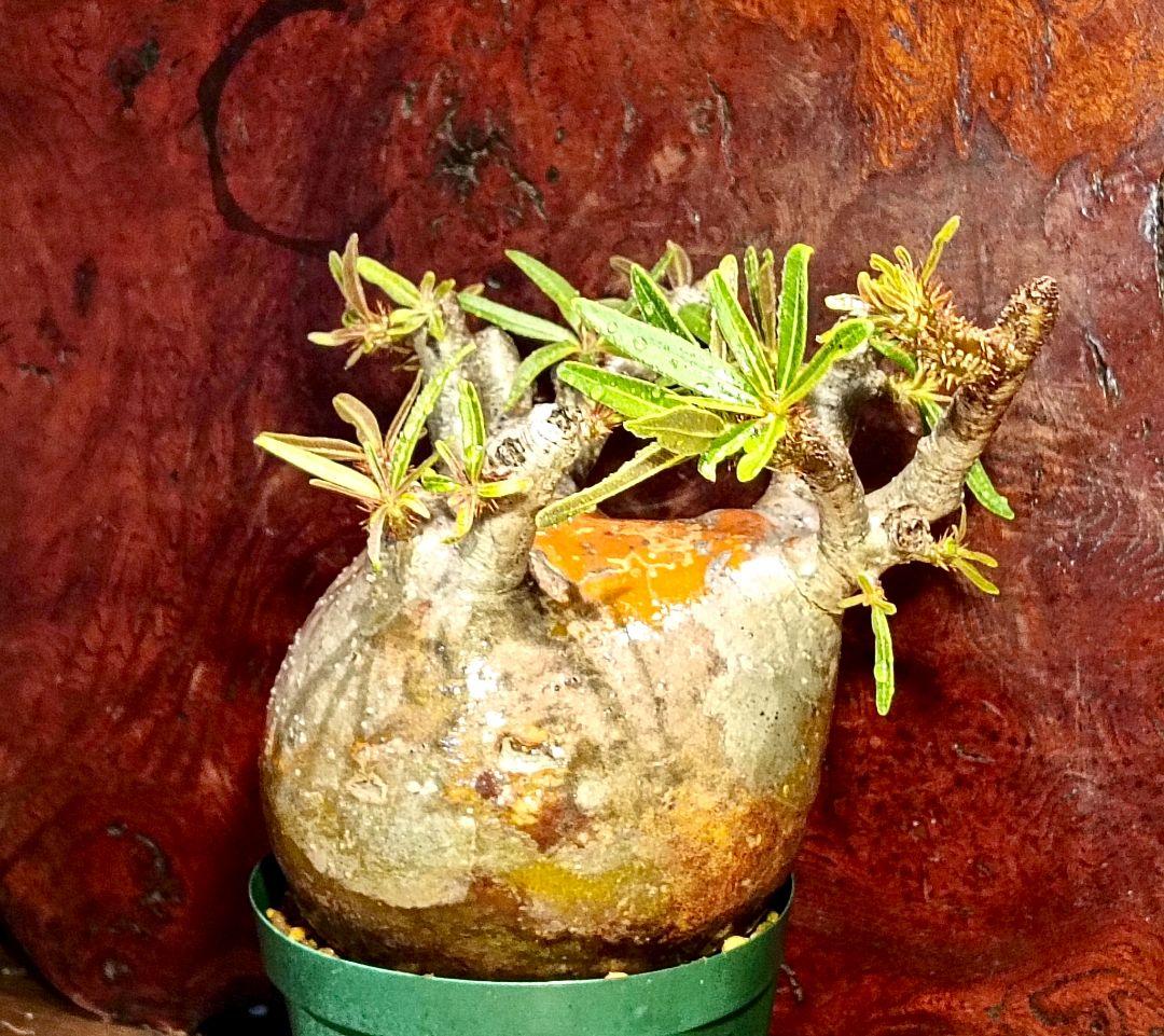 枝数多め パキポディウム