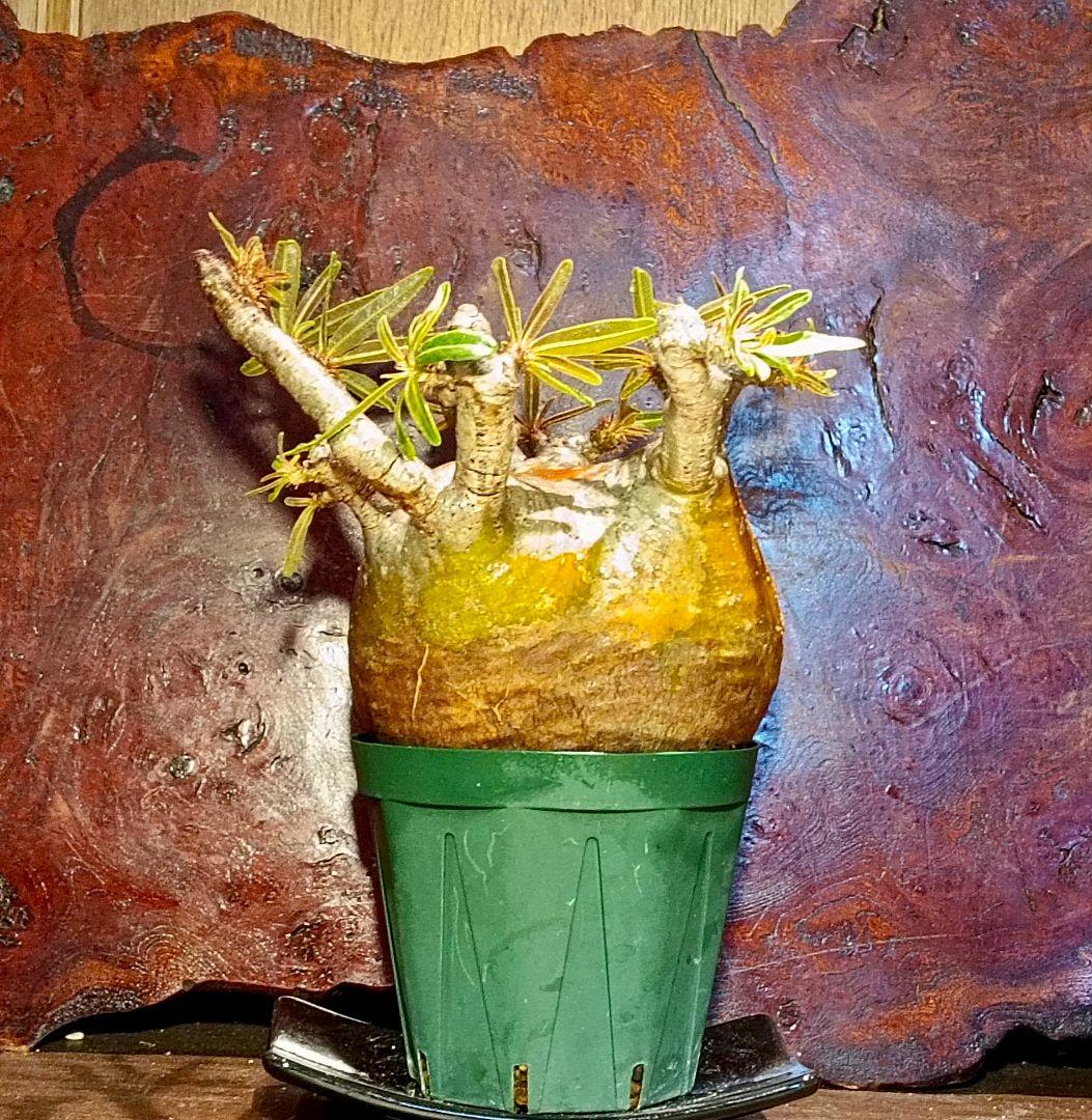 枝数多め パキポディウム グラキリスやや傷や汚れあり YUZUMIYA_COM