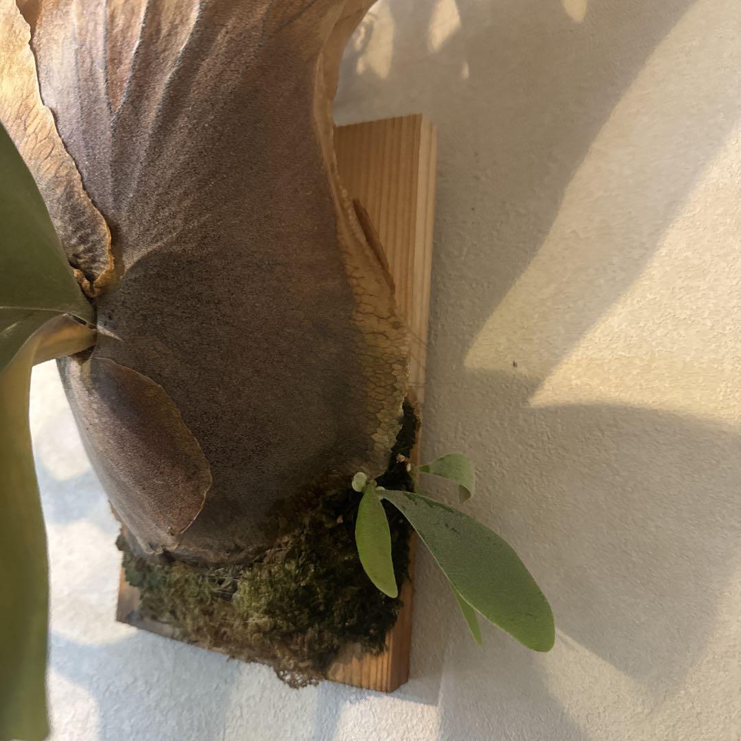 ウィリンキーファーリエン　大株