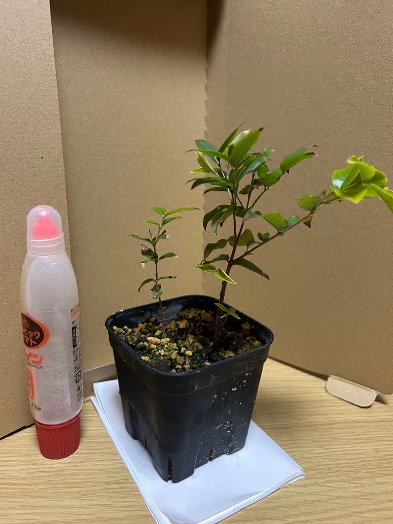 ジャボチカバ 大葉系 四季なり 苗② - メルカリ