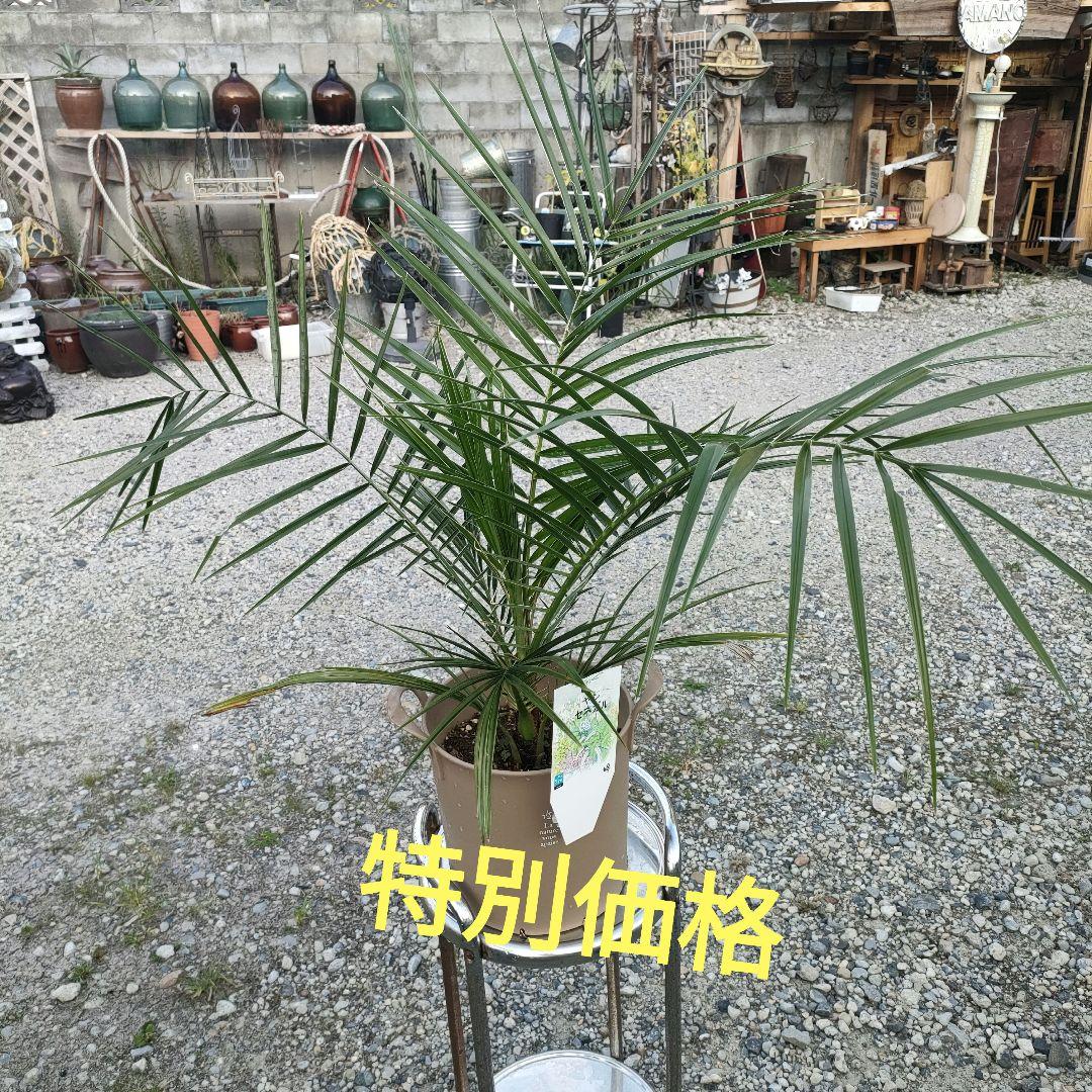 ゼネガル　ヤシ　110cm位
