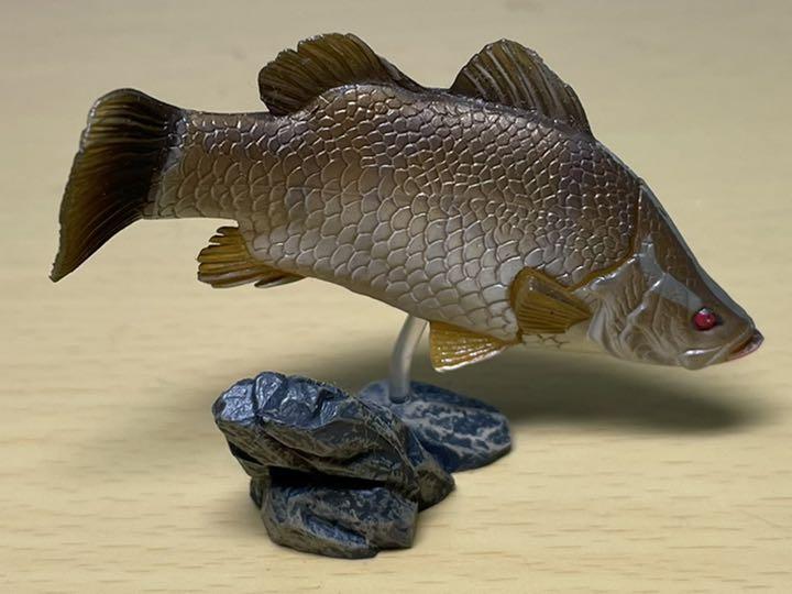 原色淡水魚図鑑Ⅰ アカメ(若魚)