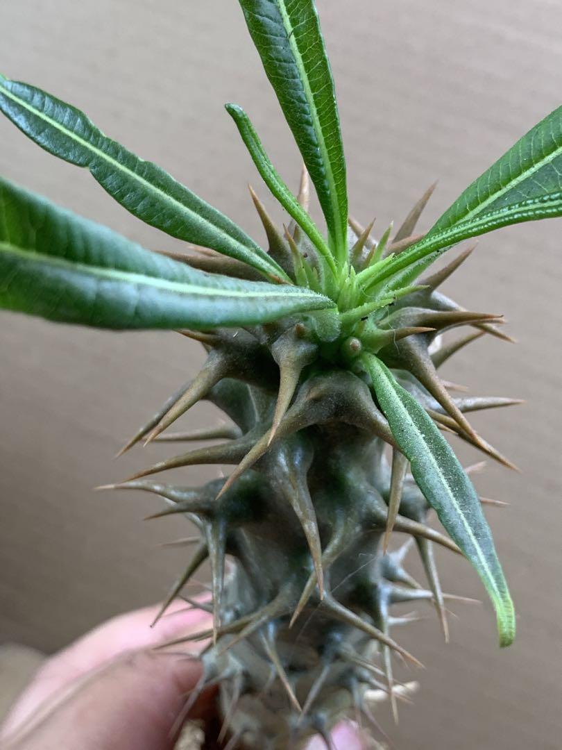 LF34 多肉植物 サボテン パキポディウム・アンボンゲンセ (実生)極美大株