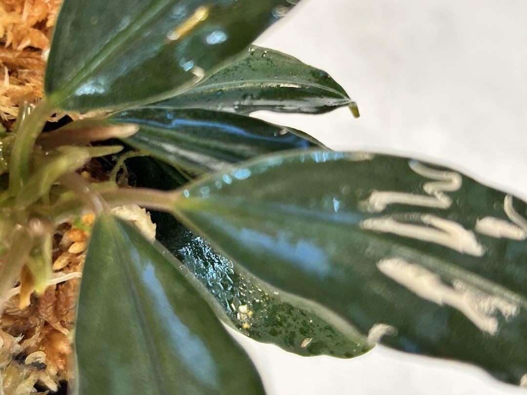 Bucephalandra