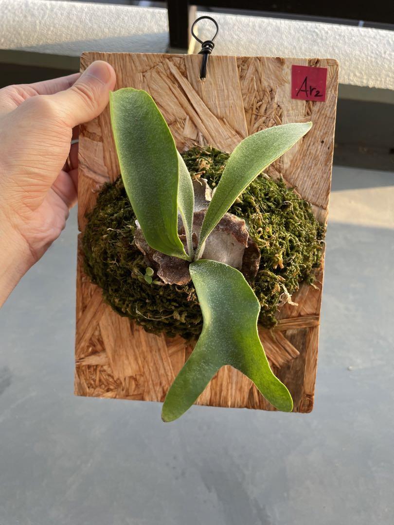 P.veitchii auburn river 子株 ビカクシダ - 植物/観葉植物最低 価格