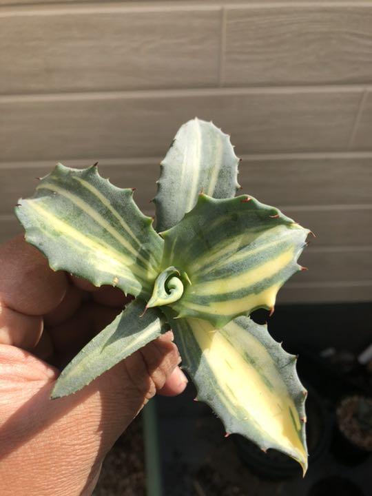 多肉植物アガベ フェロックス錦極上株特别価格
