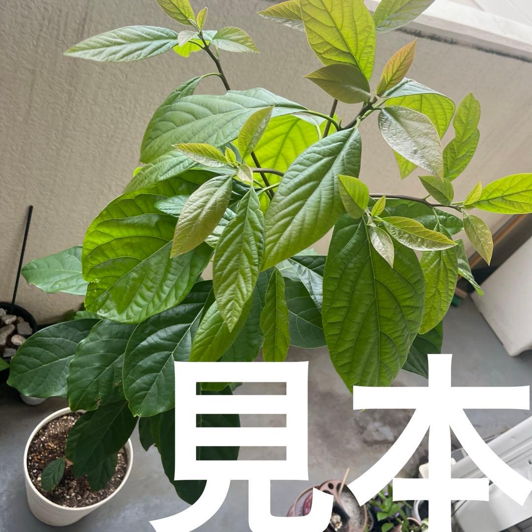 アボカド　実生　観葉植物　インテリア