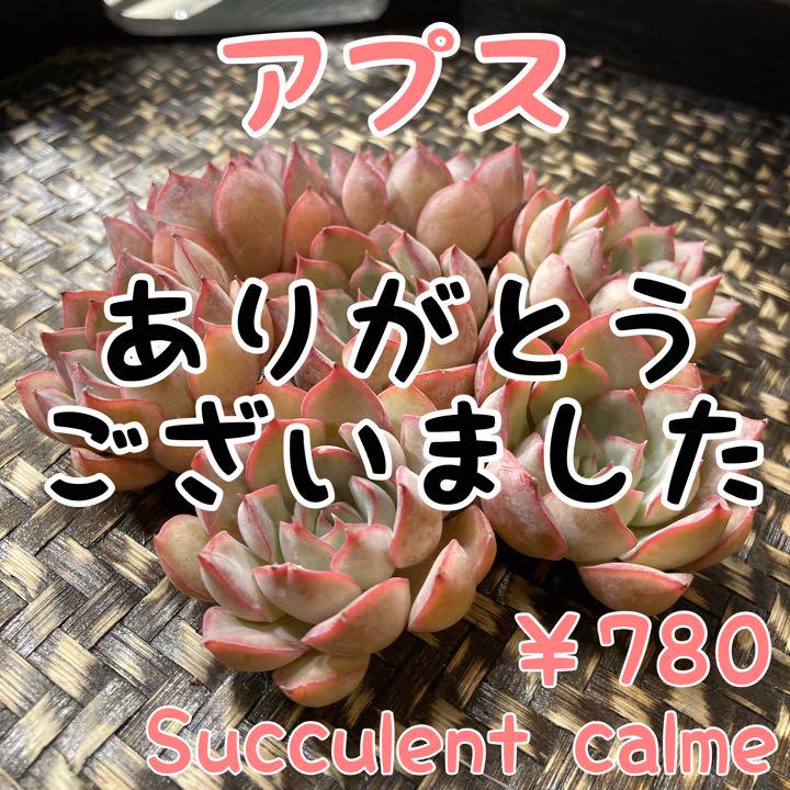 № ７★アプス★韓国苗 新品種 多肉植物 エケベリア