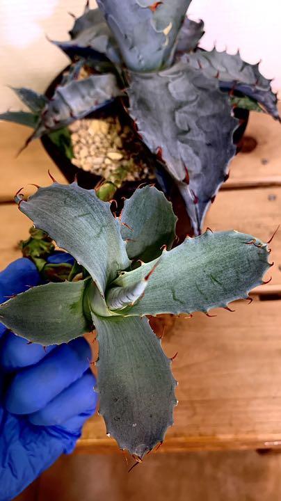 今年の新作から定番まで アガベ ゼブラ ランナーからのカキコ 仔株3株付き 植物 観葉植物 インテリア 住まい 小物 10 6 Www Whitemeadow Com