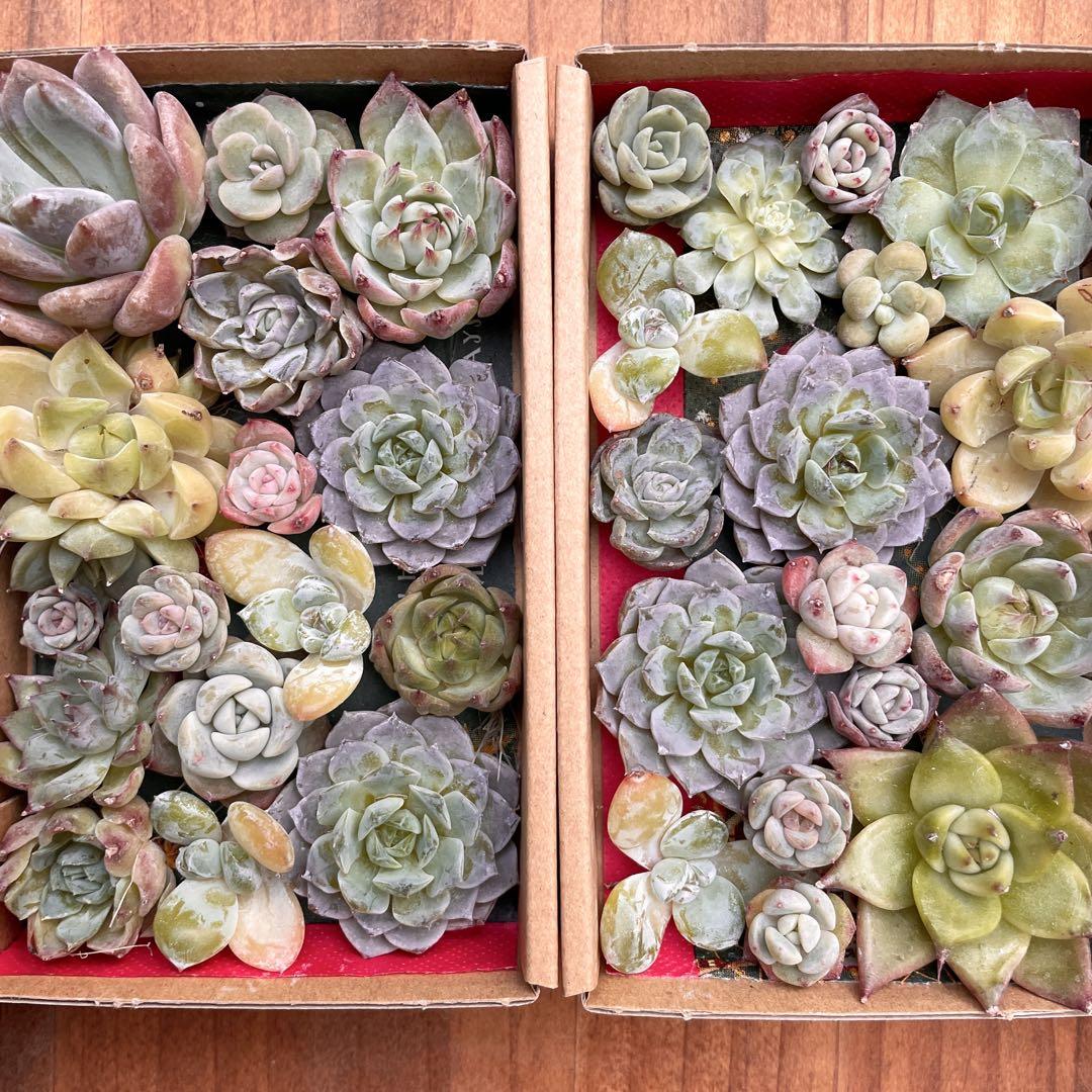 エケベリア 寄せ植えセット 韓国苗 多肉植物 多肉弁当 カット苗
