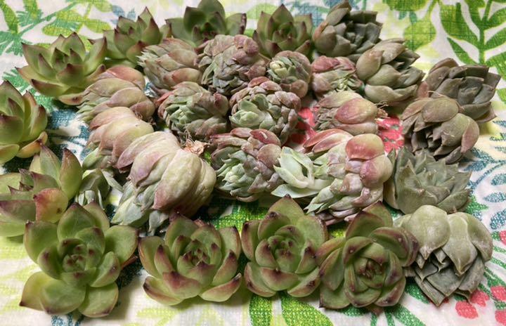 新商品 多肉植物 花hana花☆様専用 ネコポス -