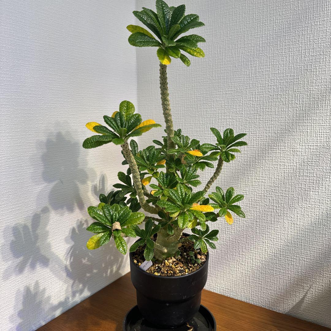 ドルステニア ギガス