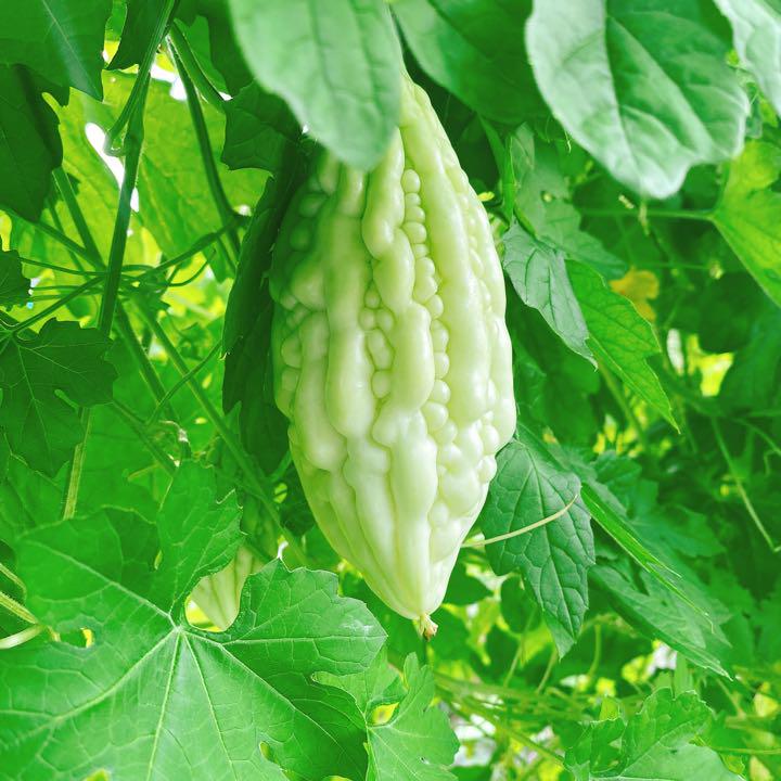 朝採り‼️野菜セット✨10種類以上 詰め合わせ 新鮮 夏野菜 ナス・ゴーヤなど - メルカリ 朝採り‼️野菜セット✨10種類以上 詰め合わせ 新鮮 夏野菜 ナス・ゴーヤなど - メルカリ