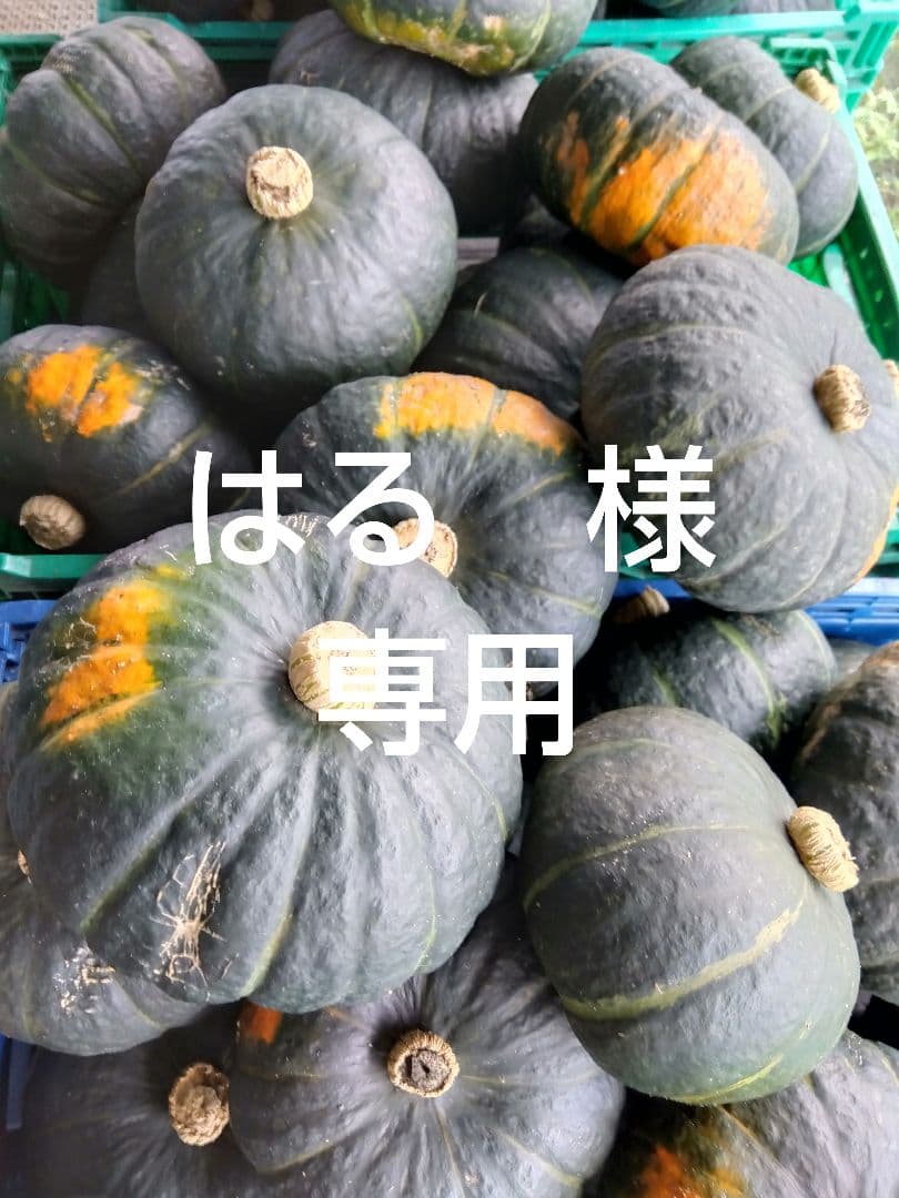 はる　様　10月発送　専用