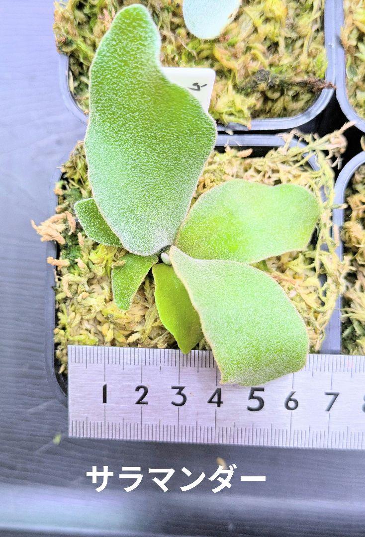 ビカクシダ、苗6種類セットB - メルカリ
