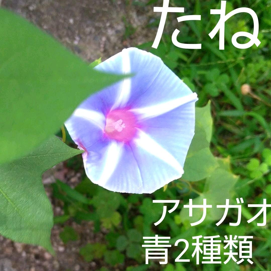 ２種類 各5粒 アサガオ 朝顔 桔梗咲き 皿型 水色 青 ラベンダー色 計10粒 メルカリ
