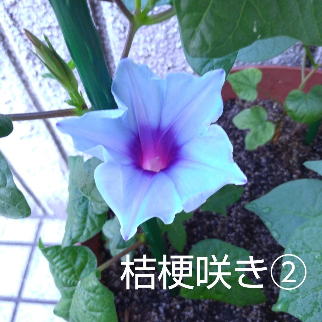 ２種類 各5粒 アサガオ 朝顔 桔梗咲き 皿型 水色 青 ラベンダー色 計10粒 メルカリ