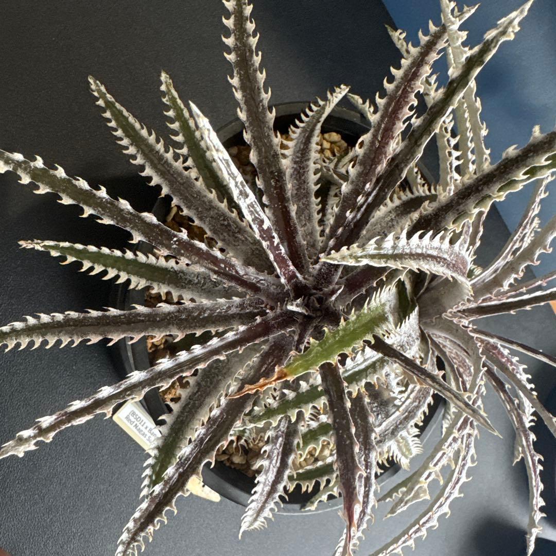 Dyckia BSD11 x Bangkok Star x Red Nagas ブロメリア・エアープランツ