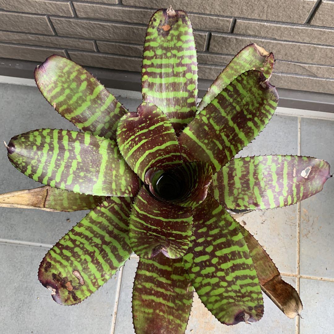 ブロメリア・エアープランツ Neoregelia Sun Fine Tiger