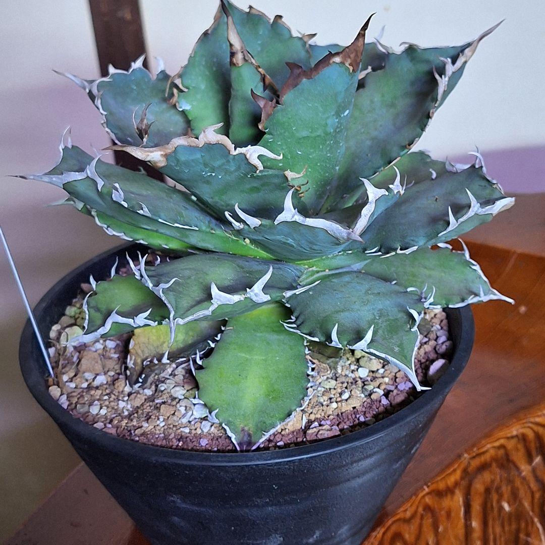 20cm
