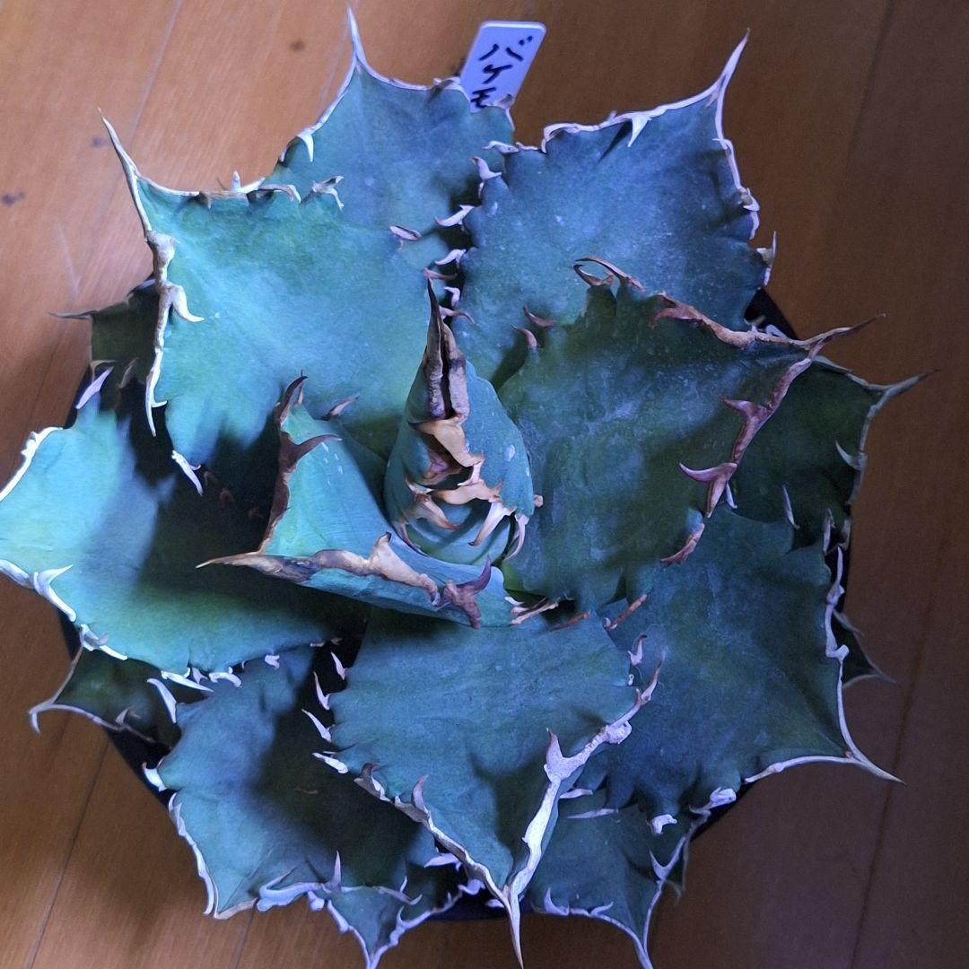 親株 20cm
