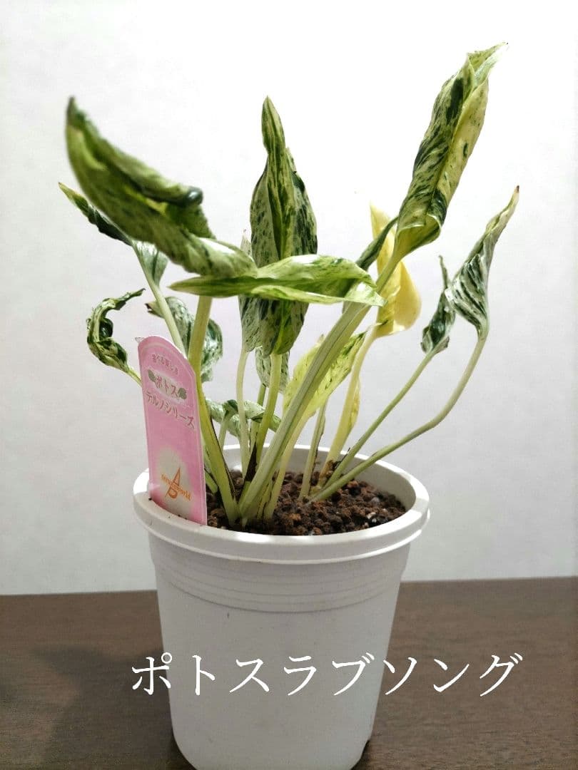 日本最大級 ポトステルノラブソング 植物/観葉植物 - obrasemcrise.com.br