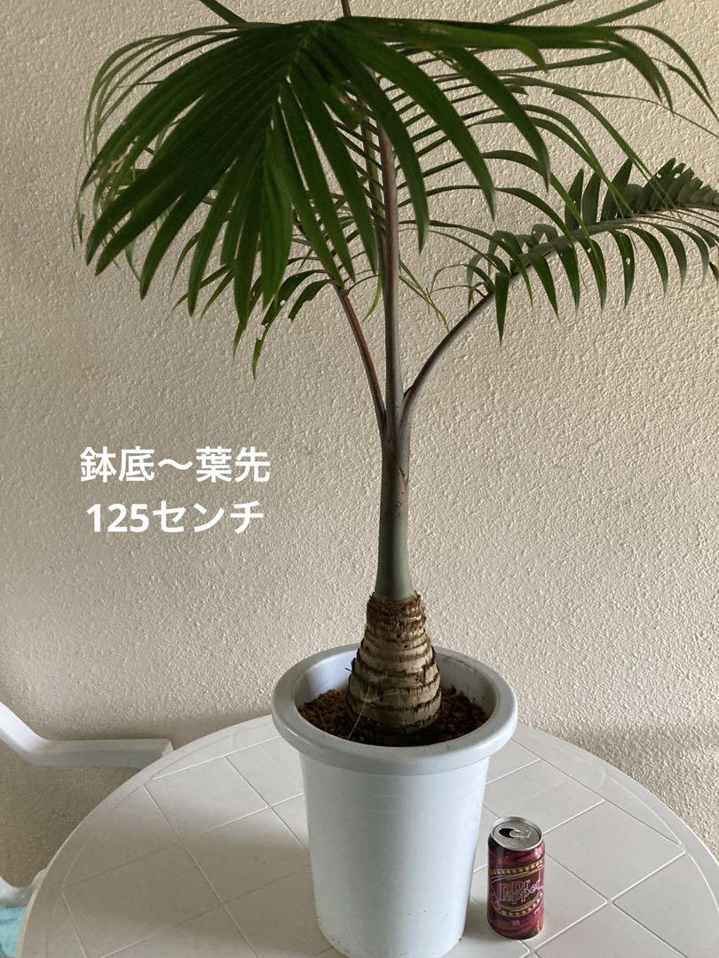 トックリヤシ9号 画像2