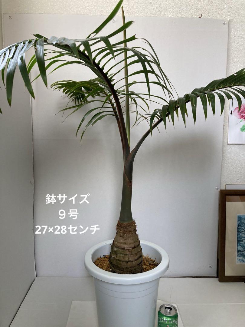 トックリヤシ9号 画像3