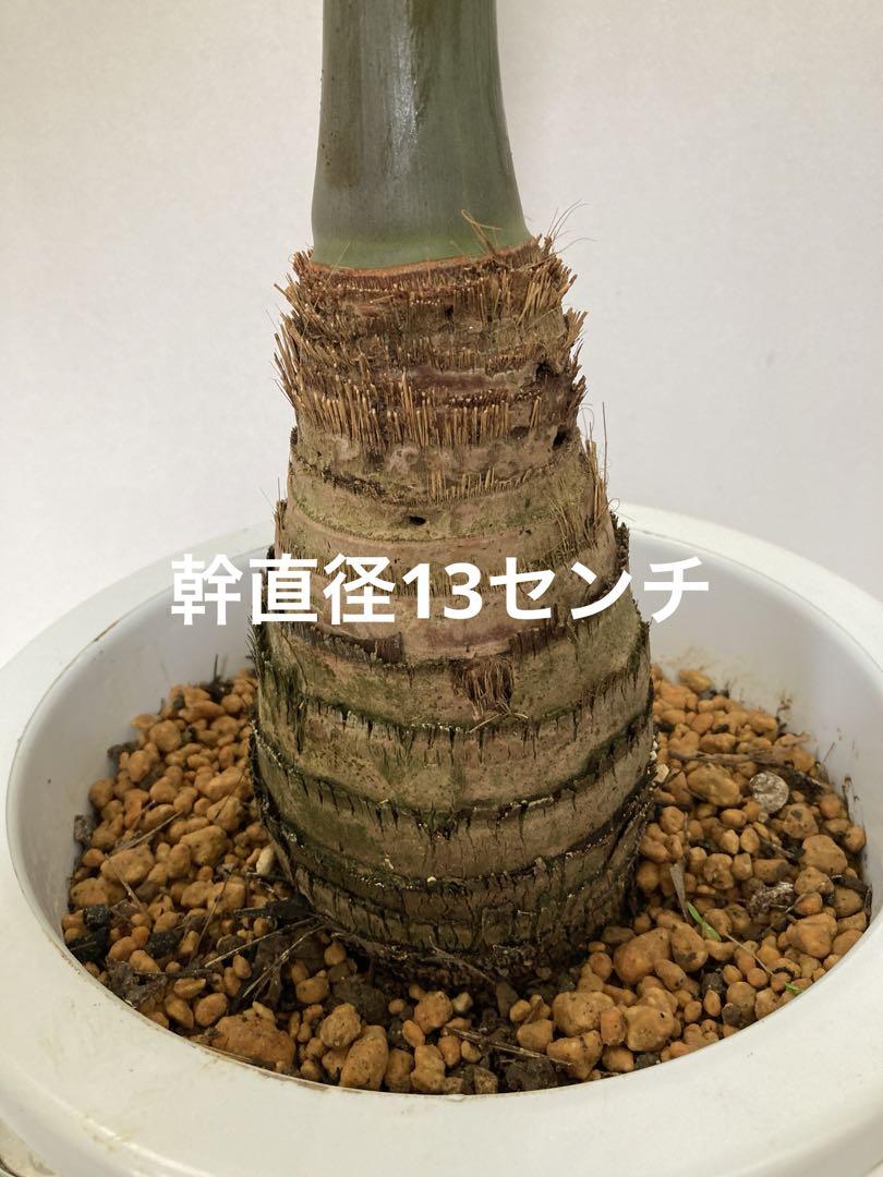 トックリヤシ9号 画像4