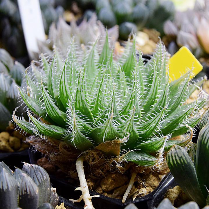 ブラック系最旬ダウン ハオルチア ブラックベルディアナ 植物/観葉植物 インテリア・住まい・小物ブラック系¥676,000-www.montevideocollege.edu.uy ブラック系最旬ダウン ハオルチア ブラックベルディアナ 植物/観葉植物 インテリア・住まい・小物ブラック系¥676,000-www.montevideocollege.edu.uy