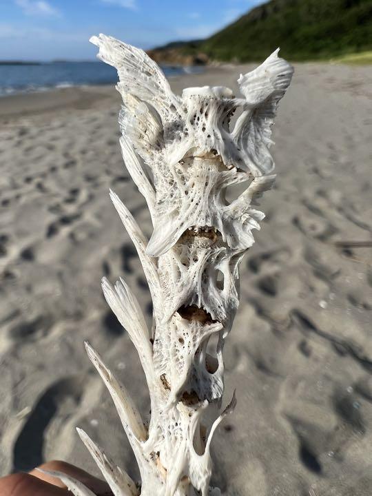 魚の骨