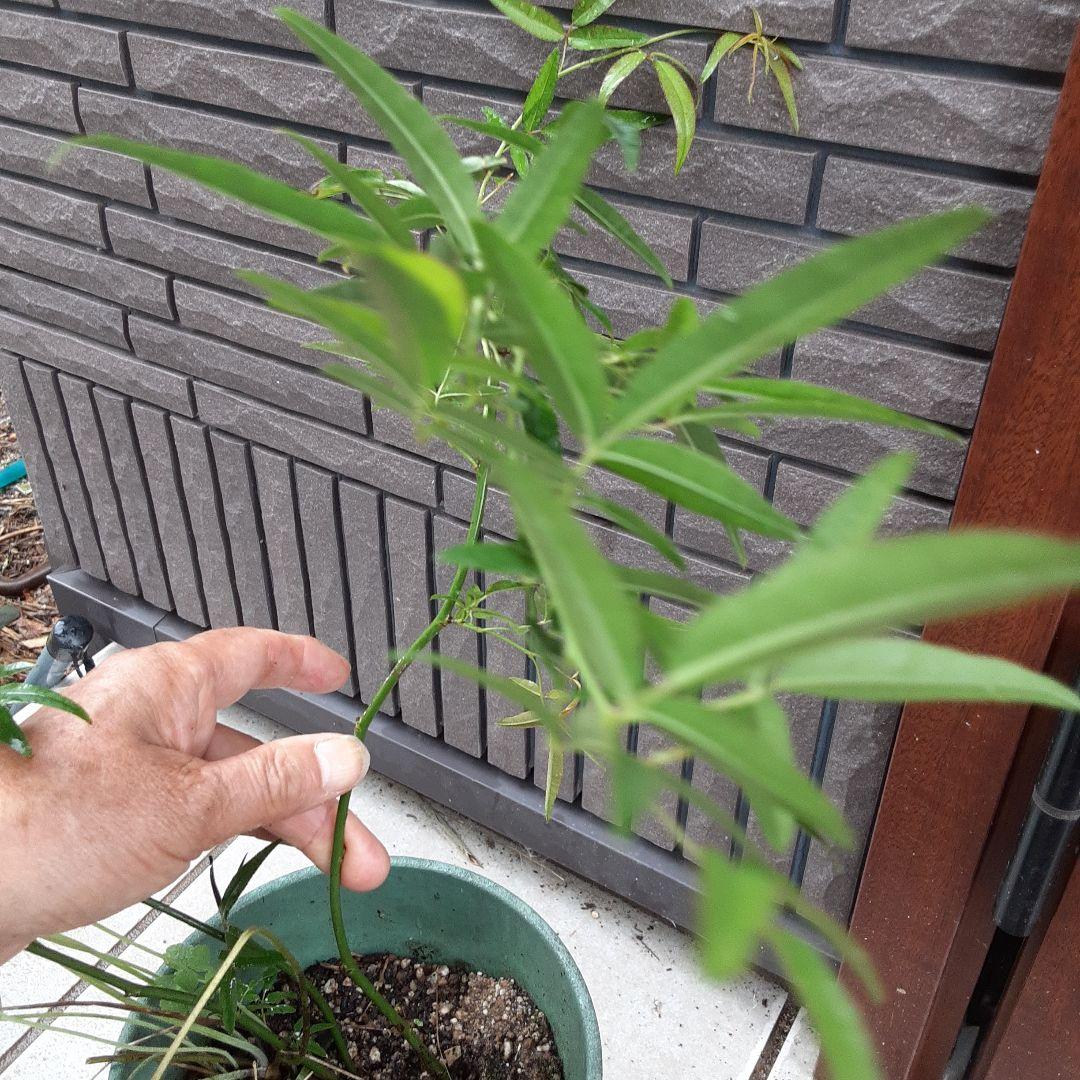 モッコウバラ 白 挿し木苗 メルカリ