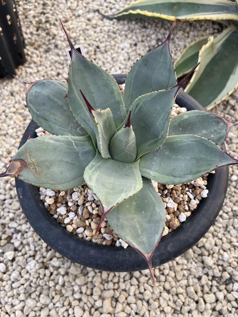パリー JC シャドー agave parryi ‘j.c.’s shadow’