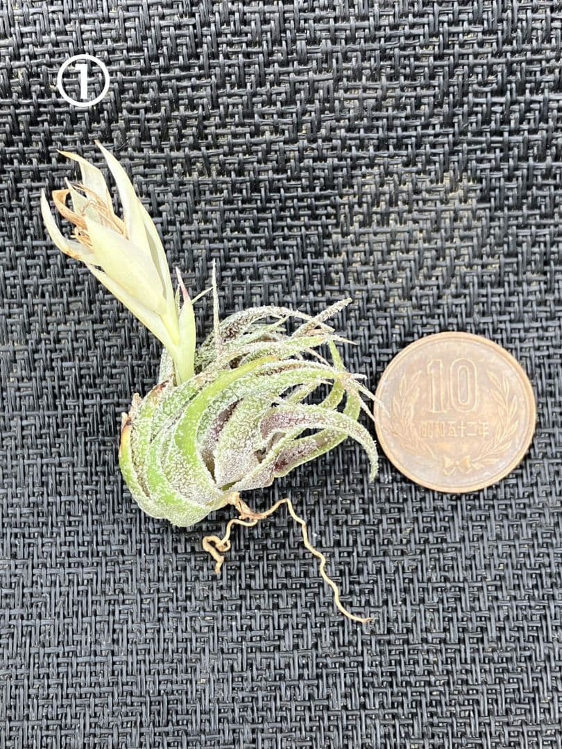 チランジア スプレンゲリアナ 内陸型 エアプランツ エアープランツ