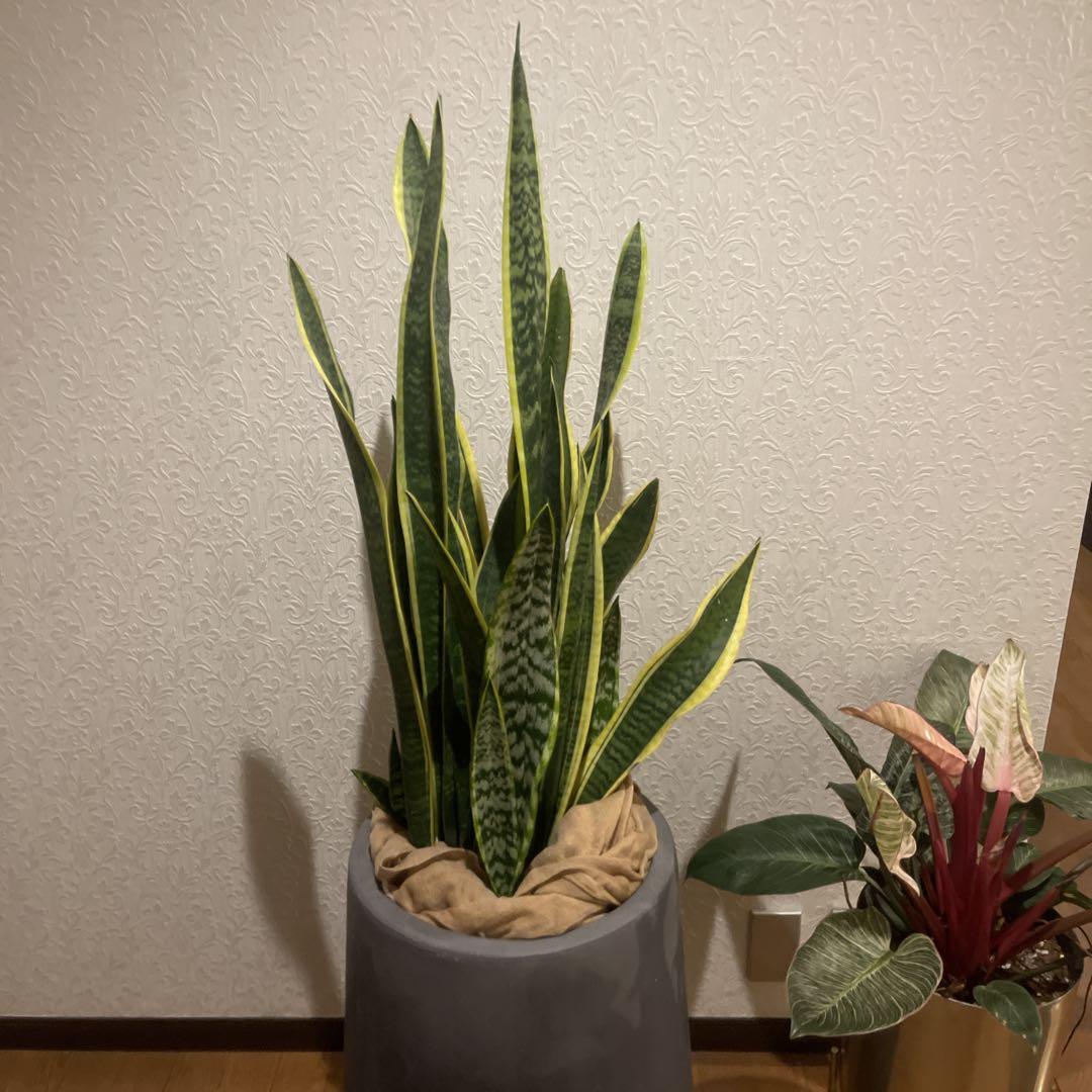 サンスベリア 大型　観葉植物　鉢カバー付き　専用