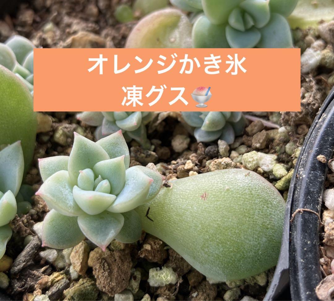 オレンジかき氷凍グス　希少⭐︎