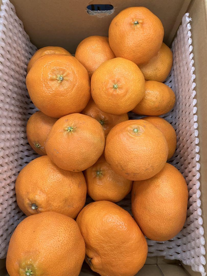 愛媛産 甘平 4キロ (家庭用) ③