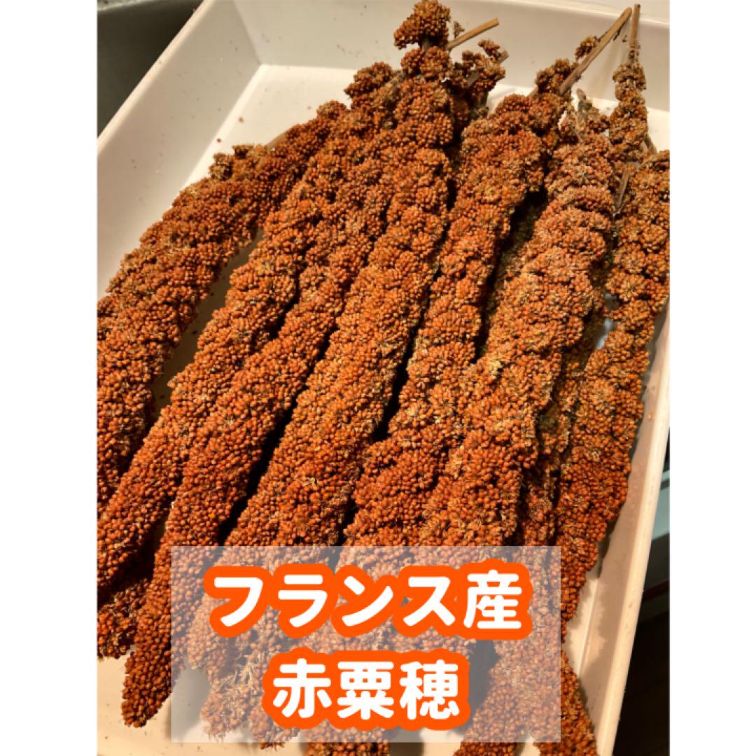 フランス産 高級 黄粟＆赤粟の穂ミックス 300gパック 粟穂&赤粟