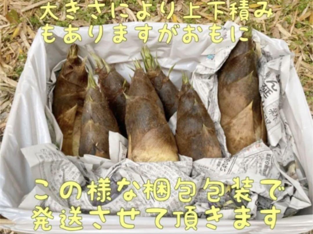 4/20 掘りたて たけのこ 15キロ 以上 糠付き 送料込み