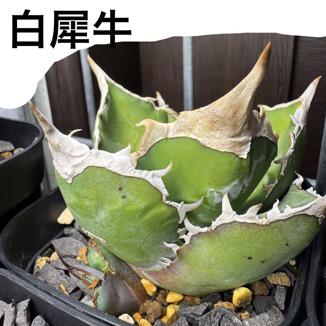 アガベ チタノタ 白犀牛 子株