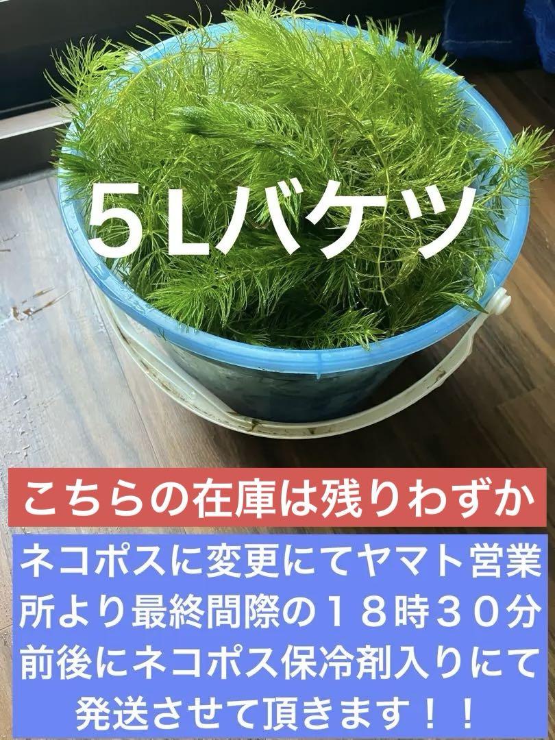 ⚠️ミヤ‼️天然マツモ５Lバケツ盛り⚠️翌日地域のみ⚠️ 形が悪いマツモ5Lバケツ盛り⚠️翌日地域のみ⚠️翌々日地域