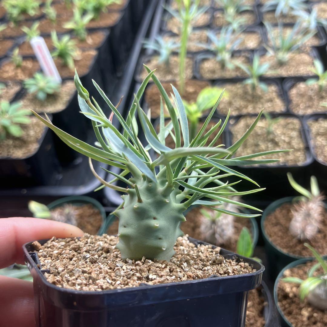 ユーフォルビア エチュベルクローサ 実生 多肉植物