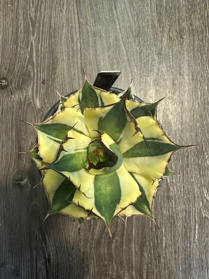 スナグルトゥース valiem目立った傷や汚れなし