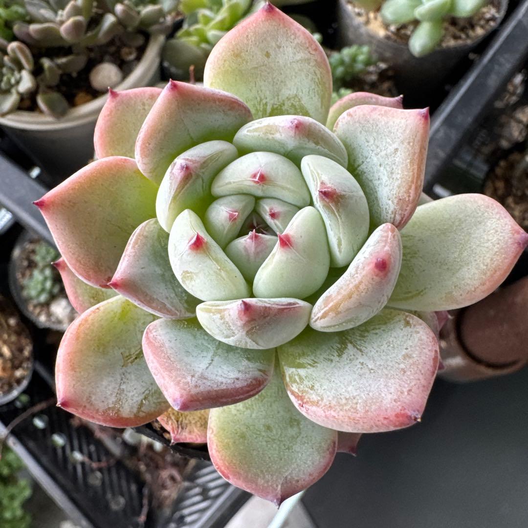 ラウリンゼxざわわ 抜き苗 多肉植物 5㌢ポット おらいさん - メルカリ