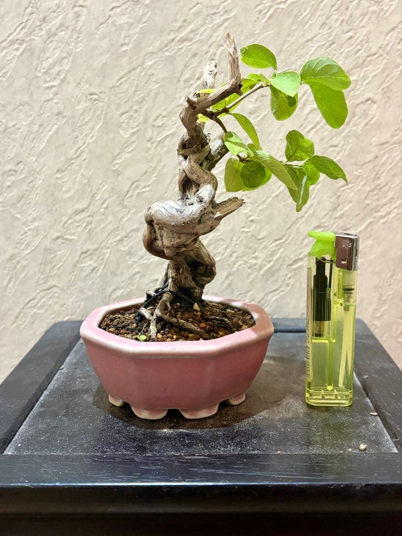 ヒョウタンボク