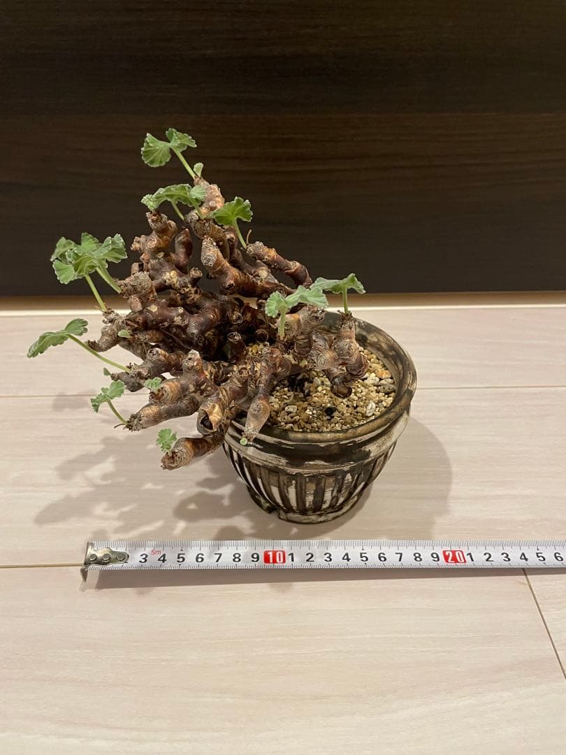発根済み目立った傷や汚れなし