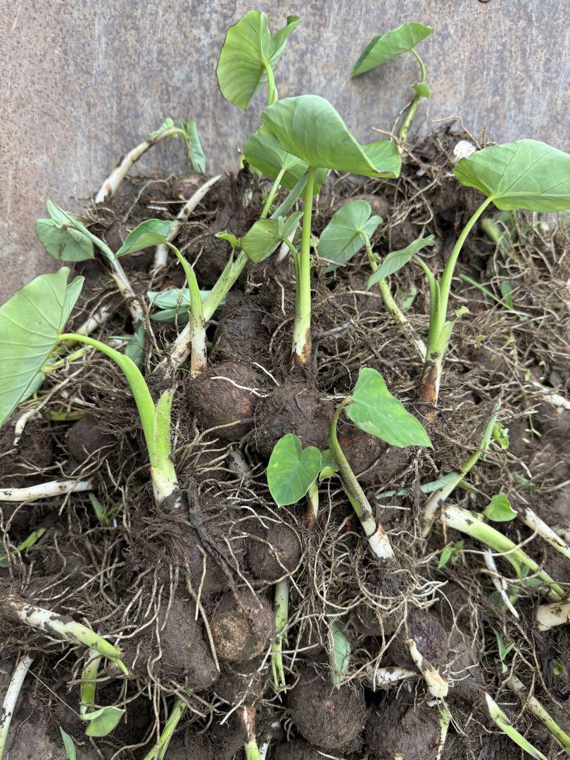 ③海老芋　お得10キロ