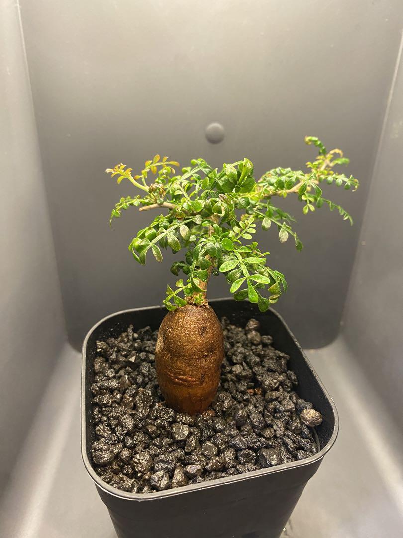 オペルクリカリア パキプス 化粧土あり 発根済 植えたまま発送
